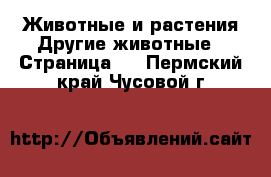 Животные и растения Другие животные - Страница 3 . Пермский край,Чусовой г.